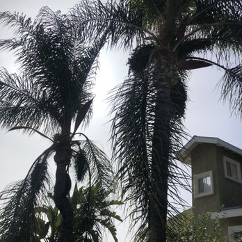 Mendoza's Tree Services - Before - Tree Services Near Me - Hacienda Heights, California