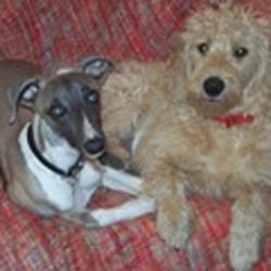 Waggy Tailz