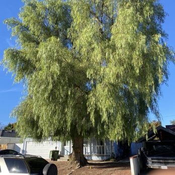 Cifuentes Tree Service - Tree Services Near Me Cifuentes Tree Service - Tree Services Near Me