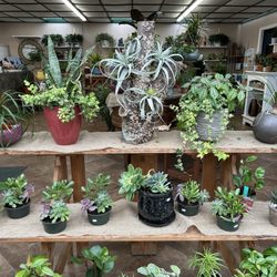 Daisy Garden - Succulents