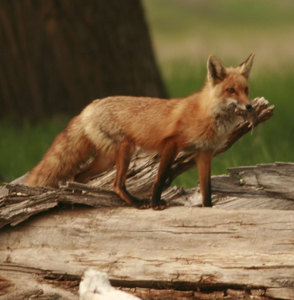 Sky Mountain Resort RV Park Logo