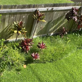 Quality Control Yard Care & Trim - The before shot with the overgrowth. - Lawn Services Near Me - Anahola, Hawaii