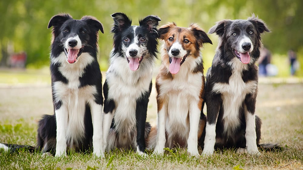 FAYETTEVILLE VETERINARY HOSPITAL Updated October 2024 12 Reviews