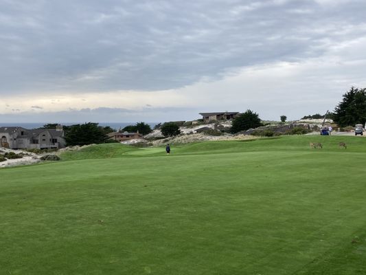 Spyglass Hill Golf Course by null
