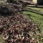 Photo of Top Green Maintenance