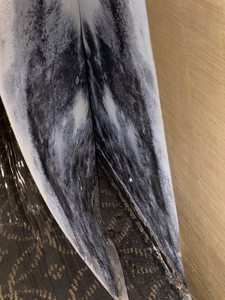 Professional Mold Inspections