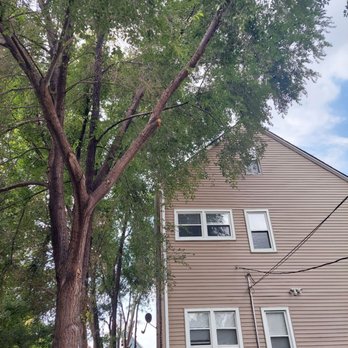 RG Tree - Before: Ground view of branches over electrical and data lines and clear cross-over of property line. - Tree Services Near Me