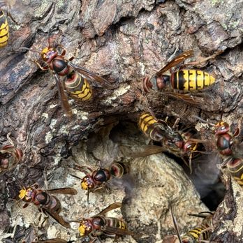 Best Bee Removal - European Hornets - Pest Control Near Me - Stevens, Pennsylvania