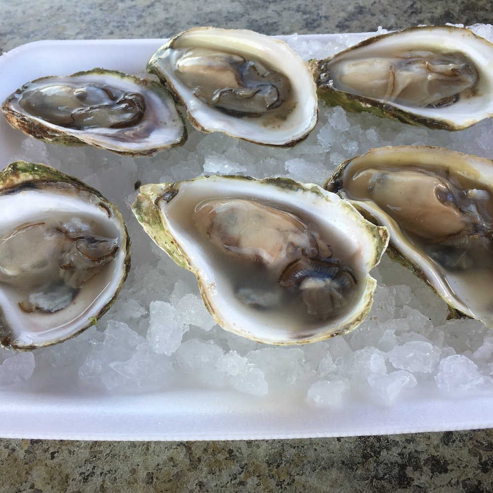 Oysters
