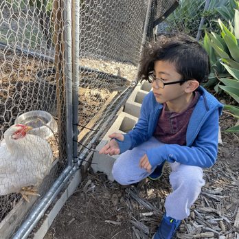 Kindred Spirits Care Farm - Bonding with a rescued hen - Animal Shelters Near Me - Chatsworth, California Kindred Spirits Care Farm - Bonding with a rescued hen - Animal Shelters Near Me - Chatsworth, California