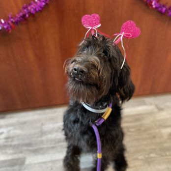 Specialty Dog Training - Pet Training Near Me - Oceanside, California