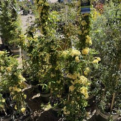 Rillito Nursery & Garden Center