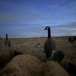 Garcias Hunting Preserves