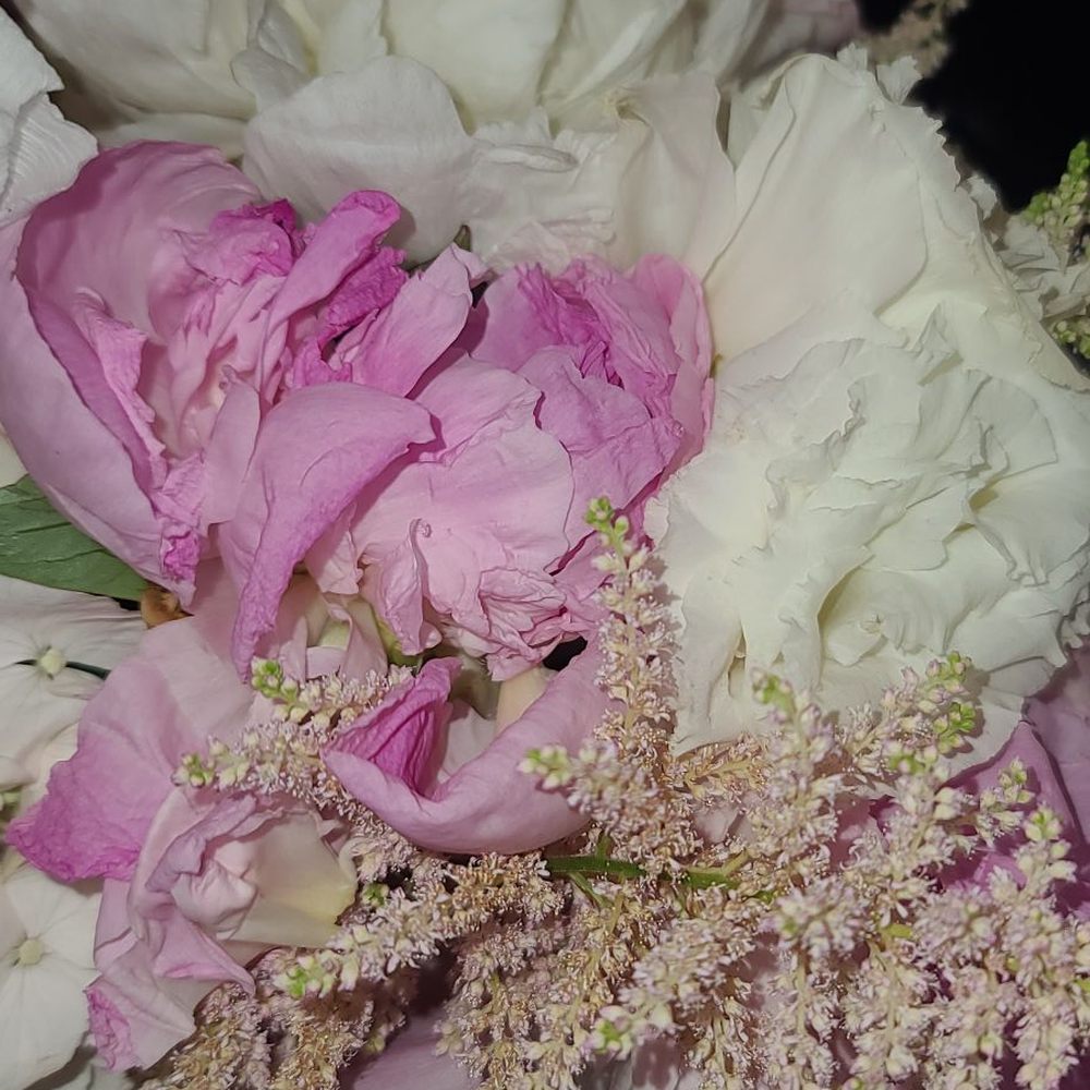 LV Floral Events - THE ASTILBE I REQUESTED!!! BEAUTIFUL! - Florists Near Me LV Floral Events - THE ASTILBE I REQUESTED!!! BEAUTIFUL! - Florists Near Me
