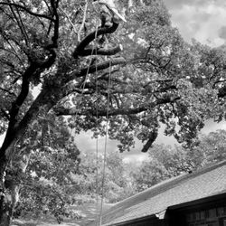 JMA Land-Clearing & Tree Service - Large oak removal over a house