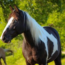 StoneRidge Stables