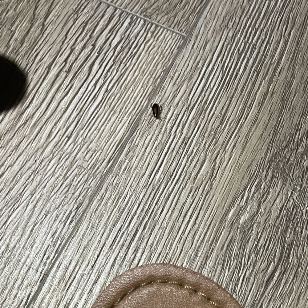 Yet another roach