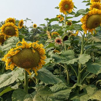 Jubilee Farm - a large field of sunflowers - Farms Near Me - Carnation, Washington