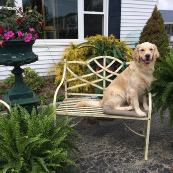 Vintage Home Decor - Riley - Our Friendly Greeter - Art Galleries Near Me - Centerbrook, Connecticut Vintage Home Decor - Riley - Our Friendly Greeter - Art Galleries Near Me - Centerbrook, Connecticut
