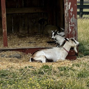 Frying Pan Farm Park - Goats outside on the farm. - Parks Near Me - Herndon, Virginia Frying Pan Farm Park - Goats outside on the farm. - Parks Near Me - Herndon, Virginia