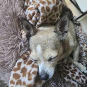 Veterinary Emergency Group - Emergency Pet Hospital Near Me - Palo Alto, California Veterinary Emergency Group - Emergency Pet Hospital Near Me - Palo Alto, California