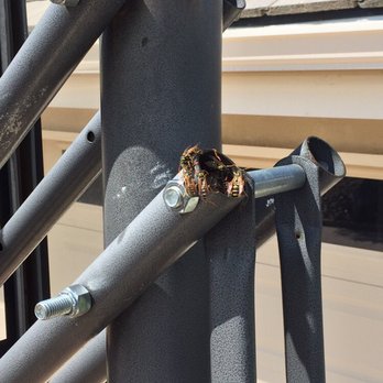 Pest Gone Pest Control - Wasps inside of support pole for basketball hoop in driveway of exclusive home! - Pest Control Near Me Pest Gone Pest Control - Wasps inside of support pole for basketball hoop in driveway of exclusive home! - Pest Control Near Me