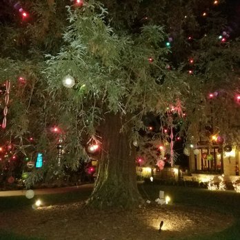 Christmas Tree Lane - Lovely redwood. - Christmas Trees Near Me - San Marino, California