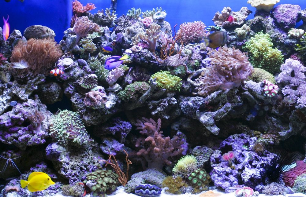 Aquarium Services RICHMOND AQUARIUM 10003 Hull Street Rd, NORTH