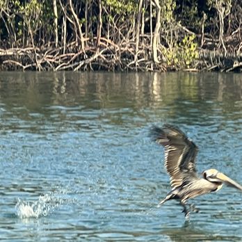 Eco Endeavors - Boat Tours Near Me - Goodland, Florida
