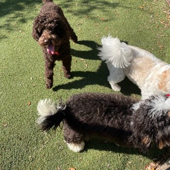 Petsville Citrus Park - New friends week one - Pet Groomers Near Me - Tampa, Florida Petsville Citrus Park - New friends week one - Pet Groomers Near Me - Tampa, Florida