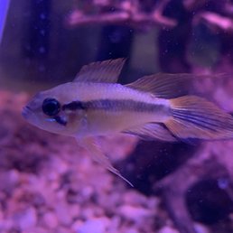 Deformed fish they had for sale. The top fins should not be split. They sell inbred fish. Deformed fish they had for sale. The top fins should not be split. They sell inbred fish.