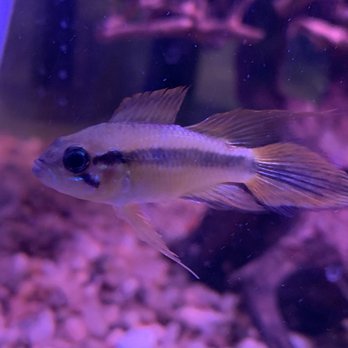 Congressional Aquarium - Deformed fish they had for sale. The top fins should not be split. They sell inbred fish. - Local Fish Stores Near Me - Rockville, Maryland Congressional Aquarium - Deformed fish they had for sale. The top fins should not be split. They sell inbred fish. - Local Fish Stores Near Me - Rockville, Maryland