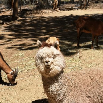 Last Minute Ranch - Rosie is one of the youngest alpaca. Rosie is friendly and you can get really close to him, even for a selfie with an alpaca! - Farms Near Me - Crescent Lake, Oregon Last Minute Ranch - Rosie is one of the youngest alpaca. Rosie is friendly and you can get really close to him, even for a selfie with an alpaca! - Farms Near Me - Crescent Lake, Oregon