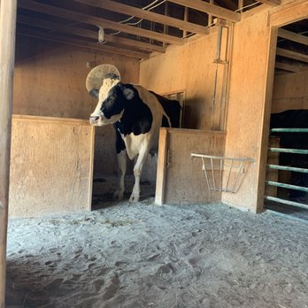 Farm Sanctuary - Cutie - Animal Shelters Near Me - Acton, California Farm Sanctuary - Cutie - Animal Shelters Near Me - Acton, California