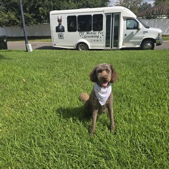 TLC Mobile Pet Grooming - Goldendoodle after SUMMER cut! - Pet Groomers Near Me