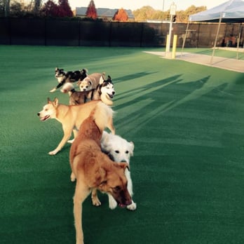 Social Pet - Pet Boarding Near Me - Pineville, North Carolina Social Pet - Pet Boarding Near Me - Pineville, North Carolina