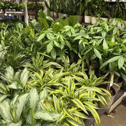 Yay! Plants Yay! Plants