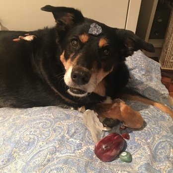 The Faerie Den - Bought crystals to give my dog a crystal healing :-) - Spiritual Shop Near Me - New York, New York The Faerie Den - Bought crystals to give my dog a crystal healing :-) - Spiritual Shop Near Me - New York, New York