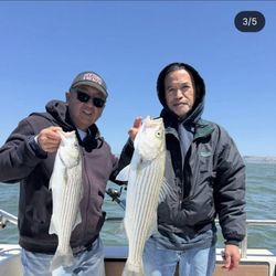 Feeding Frenzy SportFishing
