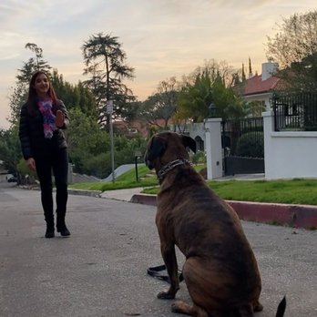 Pawsitive Behavior LA - Pet Training Near Me Pawsitive Behavior LA - Pet Training Near Me