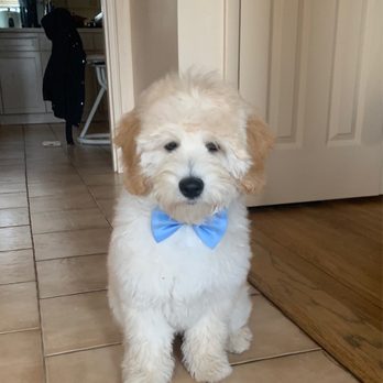 Dog Gone Gorgeous - Puppy's first trim/groom - Pet Groomers Near Me - bethpage, New York Dog Gone Gorgeous - Puppy's first trim/groom - Pet Groomers Near Me - bethpage, New York