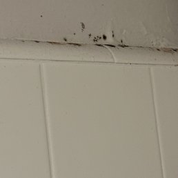 Black mold in the shower