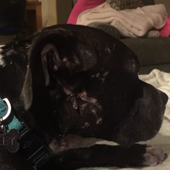 Bryan's Dog Boarding - Please read my review about how my dogs face was torn to shreds at Bryan's dog Kennel - Pet Boarding Near Me - Perris, California
