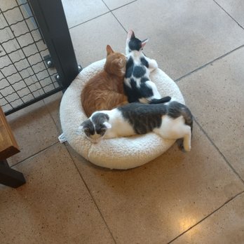 NoCo Cat Cafe - Pet Adoption Near Me - Loveland, Colorado