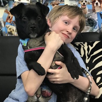 dog oasis grooming salon