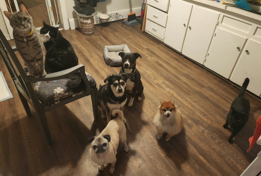 KRISTY’S PET SITTING SERVICES Request a Quote Port Griffith