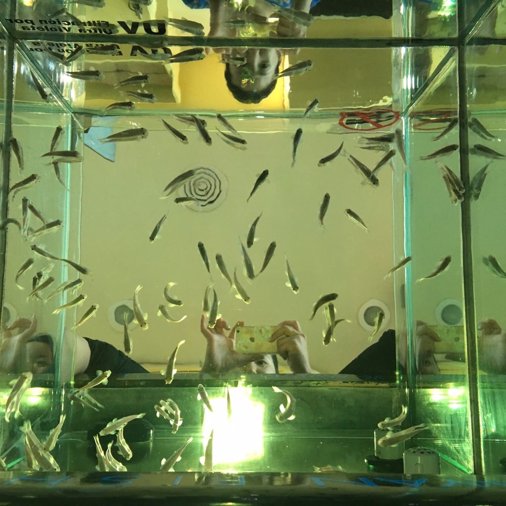 Wayan Fish Spa - Day Spas Near Me - Cancún, ROO Wayan Fish Spa - Day Spas Near Me - Cancún, ROO
