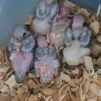 Exotic Pet Birds - Baby sun conures raised by EPBI - Bird Shops Near Me - Henrietta, New York Exotic Pet Birds - Baby sun conures raised by EPBI - Bird Shops Near Me - Henrietta, New York