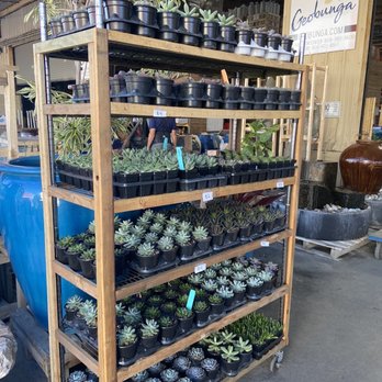 Geobunga - A few plants - Nurseries & Gardening Near Me - Aiea, Hawaii