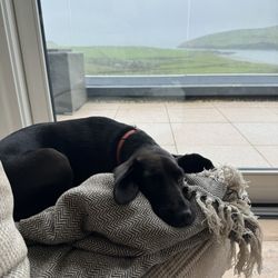 Pax House - Dog